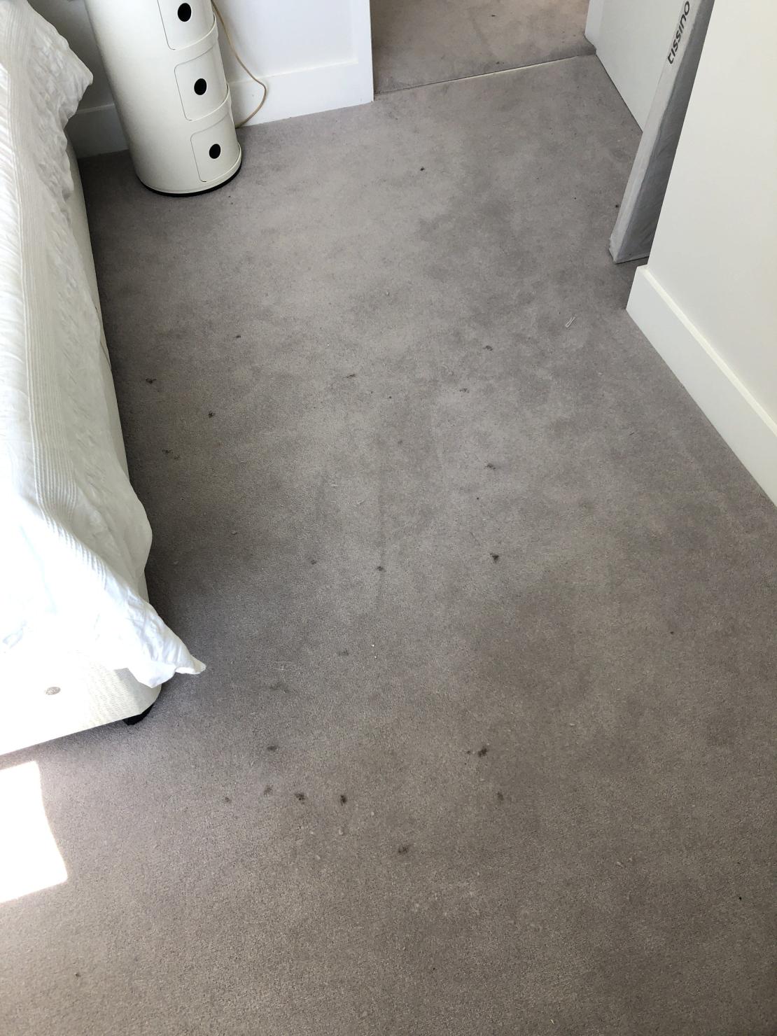 Tar Stain Removal & Wool Carpet Cleaning In Culcheth ...